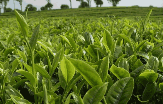 有机产品“再认证”文件资料清单（植物生产和加工）