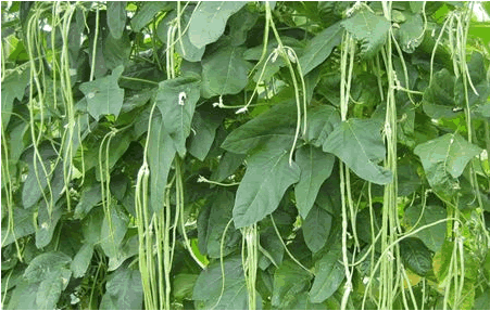 有机豆类蔬菜种植1.png