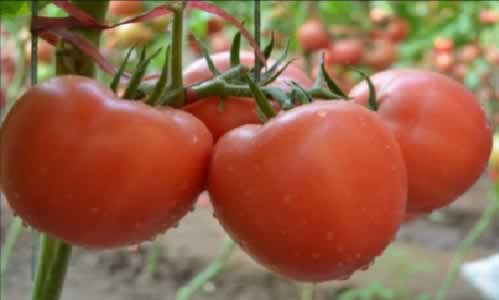 有机番茄的种植
