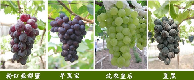 有机葡萄，越吃越健康