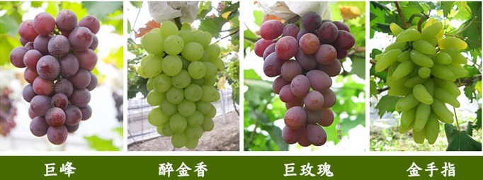 有机葡萄，越吃越健康