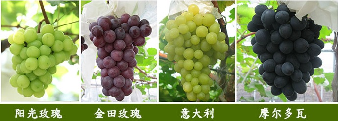 有机葡萄，越吃越健康
