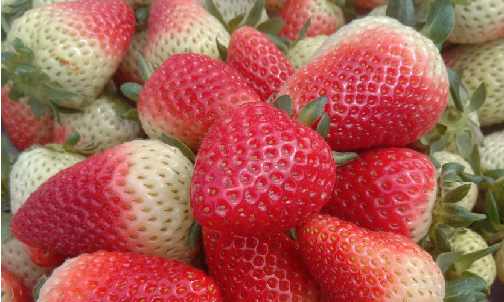有机草莓2.png