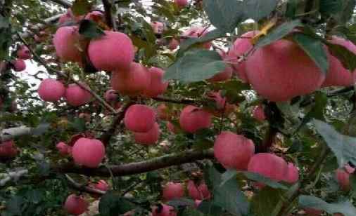 红富士苹果树.png